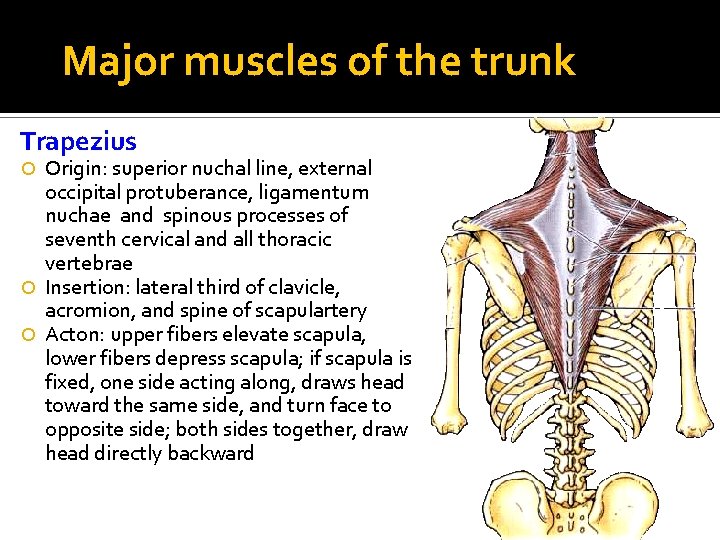 Major muscles of the trunk Trapezius Origin: superior nuchal line, external occipital protuberance, ligamentum