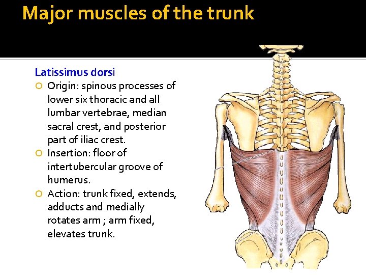 Major muscles of the trunk Latissimus dorsi Origin: spinous processes of lower six thoracic