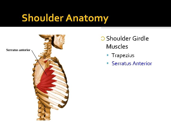 Shoulder Anatomy Shoulder Girdle Muscles Trapezius Serratus Anterior 