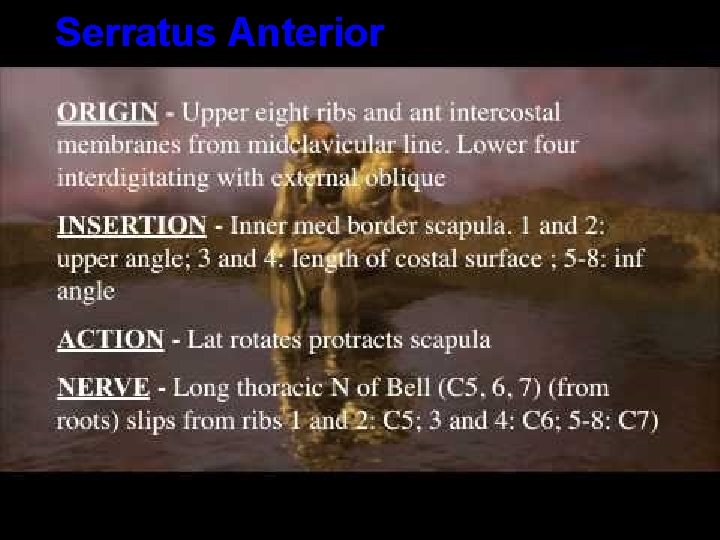 Serratus Anterior 