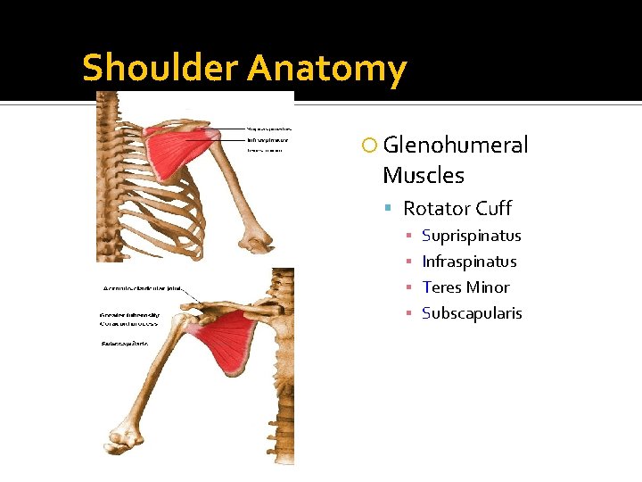 Shoulder Anatomy Glenohumeral Muscles Rotator Cuff ▪ ▪ Suprispinatus Infraspinatus Teres Minor Subscapularis 