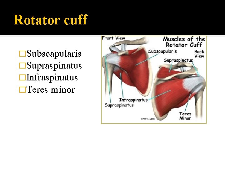 Rotator cuff �Subscapularis �Supraspinatus �Infraspinatus �Teres minor 