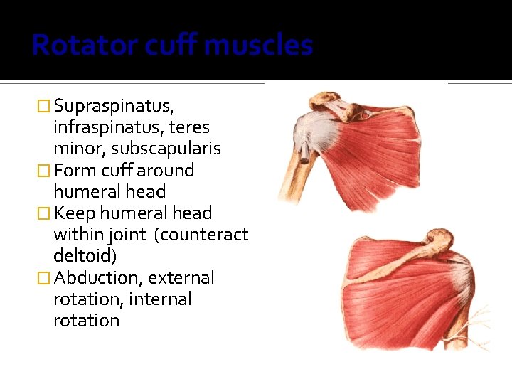 Rotator cuff muscles � Supraspinatus, infraspinatus, teres minor, subscapularis � Form cuff around humeral