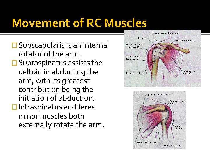 Movement of RC Muscles � Subscapularis is an internal rotator of the arm. �
