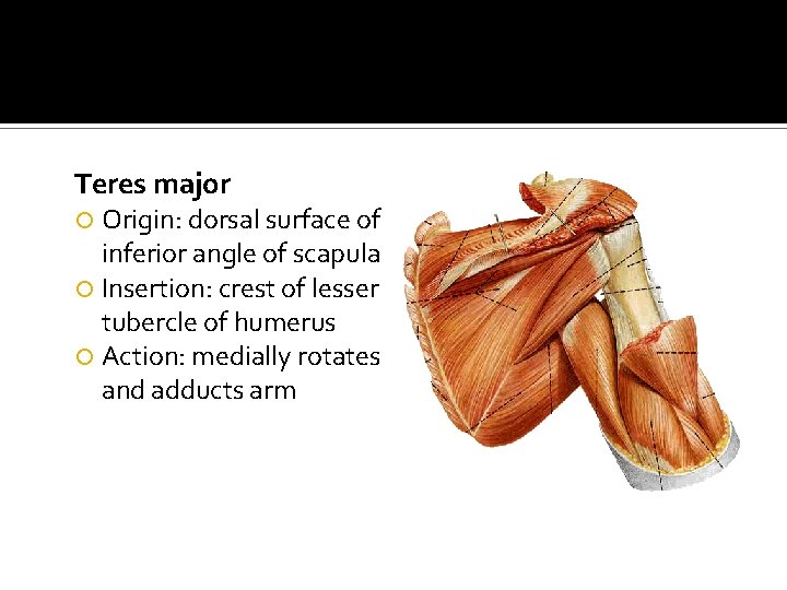 Teres major Origin: dorsal surface of inferior angle of scapula Insertion: crest of lesser