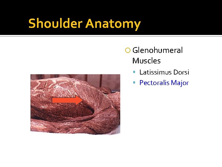 Shoulder Anatomy Glenohumeral Muscles Latissimus Dorsi Pectoralis Major 