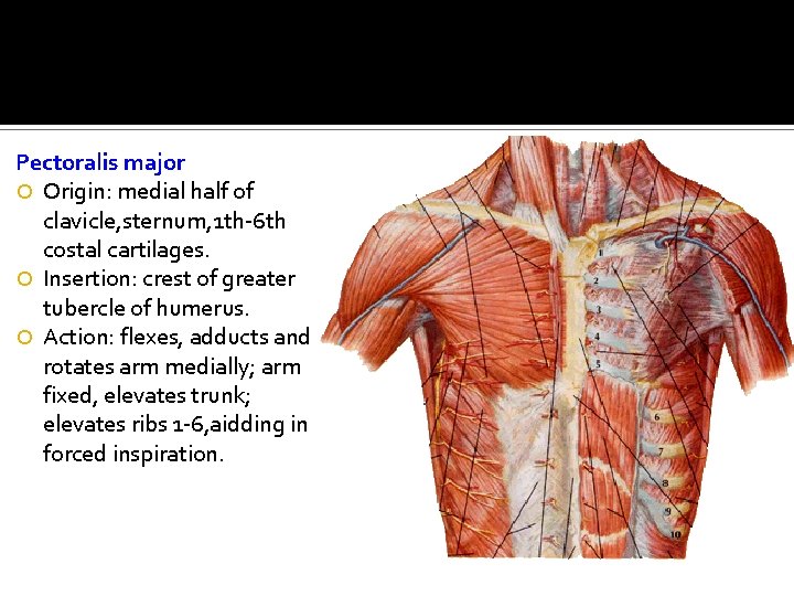Pectoralis major Origin: medial half of clavicle, sternum, 1 th-6 th costal cartilages. Insertion: