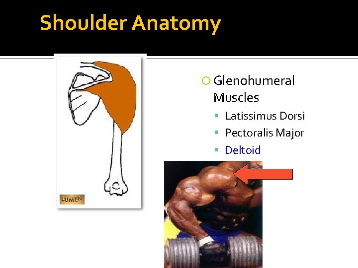 Shoulder Anatomy Glenohumeral Muscles Latissimus Dorsi Pectoralis Major Deltoid 