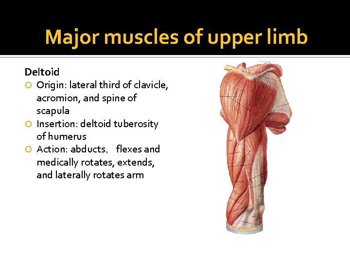 Major muscles of upper limb Deltoid Origin: lateral third of clavicle, acromion, and spine