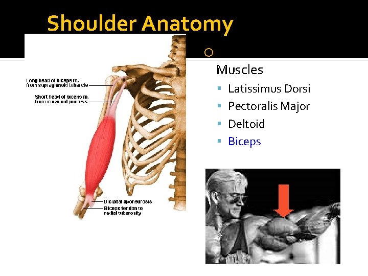 Shoulder Anatomy Glenohumeral Muscles Latissimus Dorsi Pectoralis Major Deltoid Biceps 