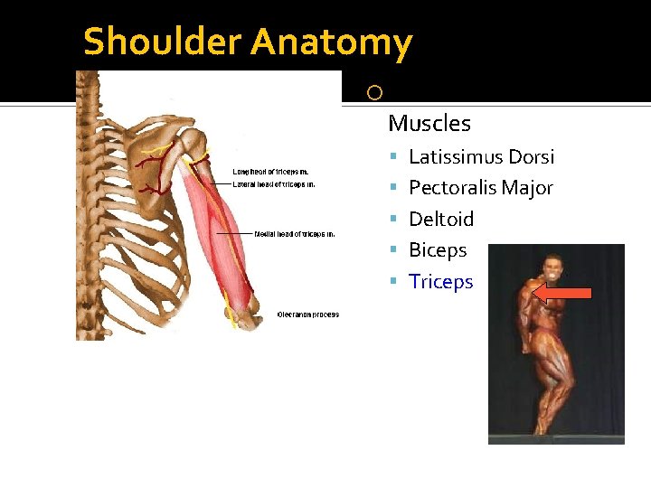 Shoulder Anatomy Glenohumeral Muscles Latissimus Dorsi Pectoralis Major Deltoid Biceps Triceps 