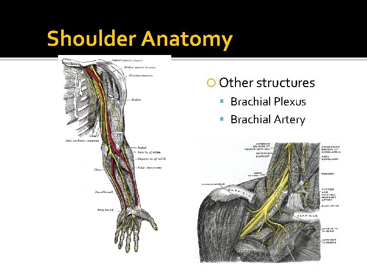 Shoulder Anatomy Other structures Brachial Plexus Brachial Artery 