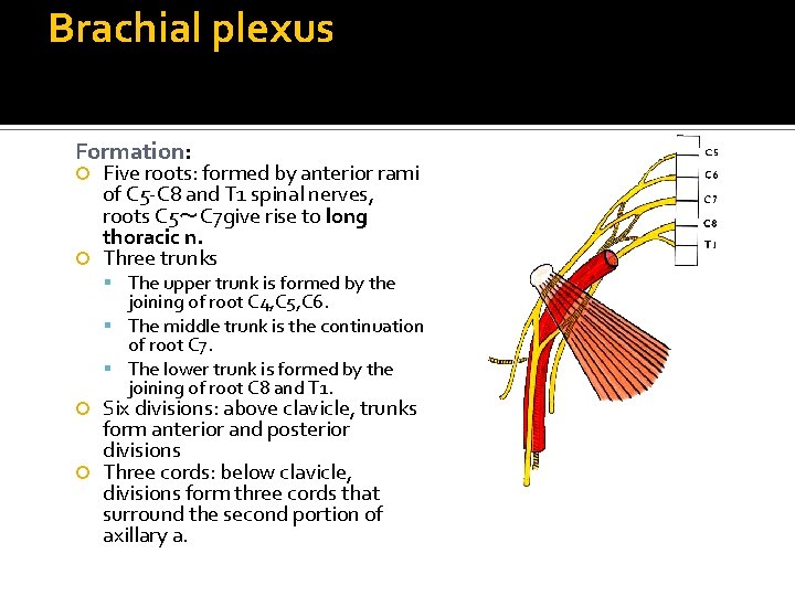 Brachial plexus Formation: Five roots: formed by anterior rami of C 5 -C 8