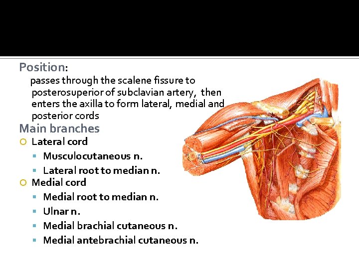 Position: passes through the scalene fissure to posterosuperior of subclavian artery, then enters the
