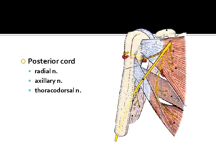  Posterior cord radial n. axillary n. thoracodorsal n. 