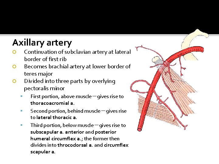 Axillary artery Continuation of subclavian artery at lateral border of first rib Becomes brachial