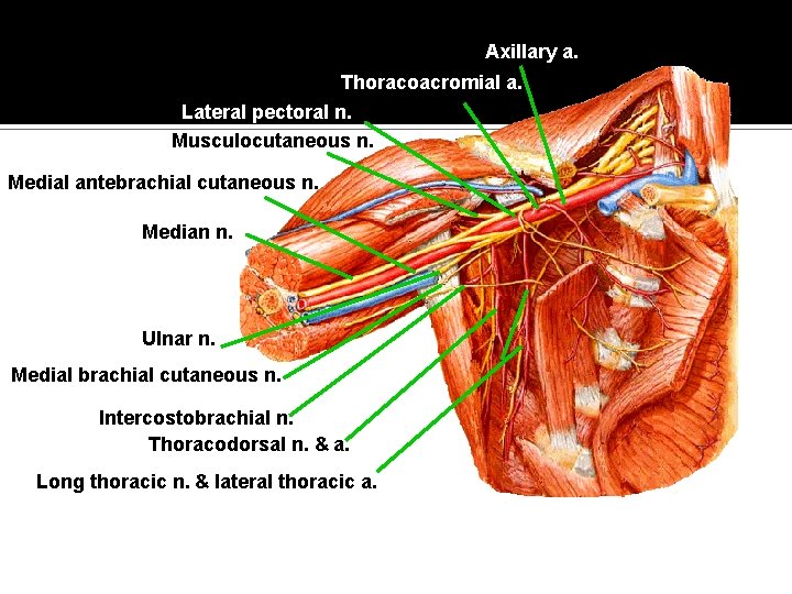 Axillary a. Thoracoacromial a. Lateral pectoral n. Musculocutaneous n. Medial antebrachial cutaneous n. Median