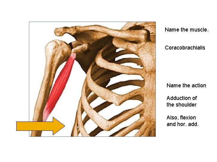 Name the muscle. Coracobrachialis Name the action Adduction of the shoulder Also, flexion and