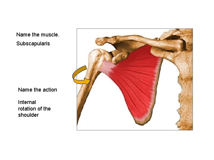 Name the muscle. Subscapularis Name the action Internal rotation of the shoulder 