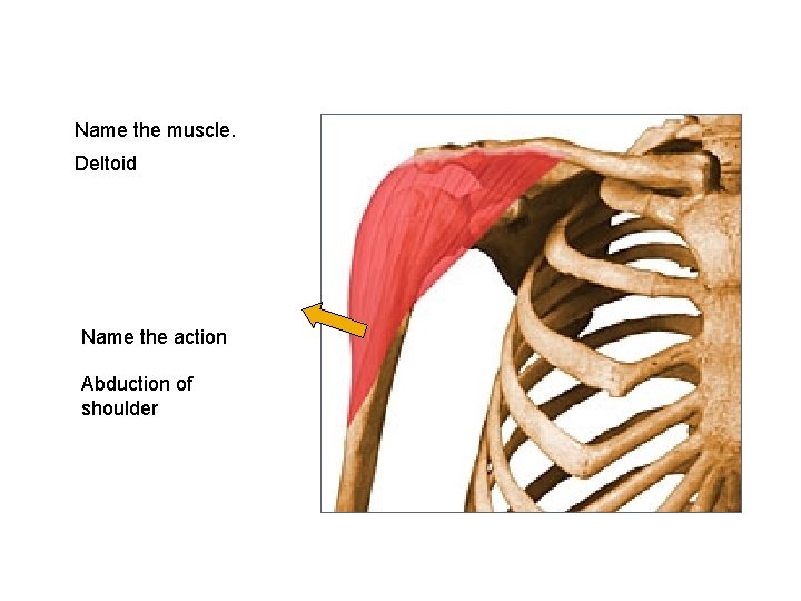 Name the muscle. Deltoid Name the action Abduction of shoulder 