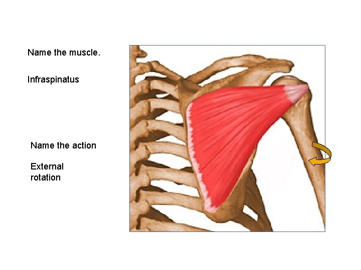 Name the muscle. Infraspinatus Name the action External rotation 