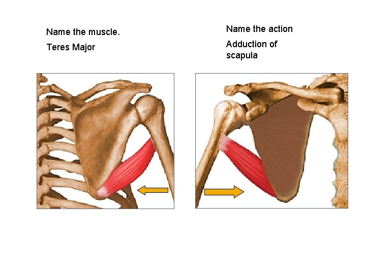 Name the muscle. Name the action Teres Major Adduction of scapula 