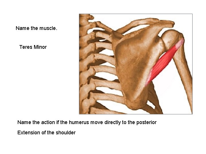 Name the muscle. Teres Minor Name the action if the humerus move directly to