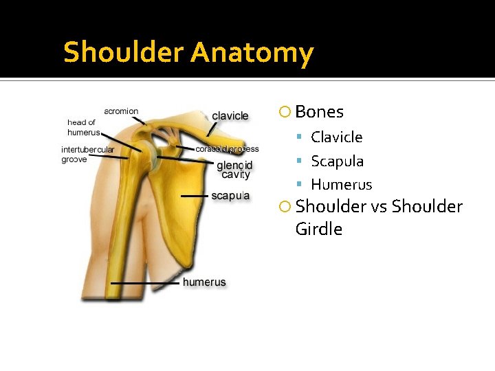 Shoulder Anatomy Bones Clavicle Scapula Humerus Shoulder vs Shoulder Girdle 
