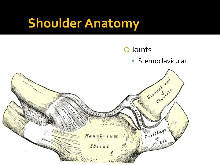 Shoulder Anatomy Joints Sternoclavicular 