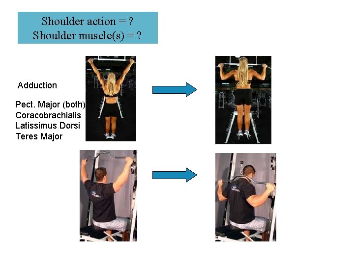 Shoulder action = ? Shoulder muscle(s) = ? Adduction Pect. Major (both) Coracobrachialis Latissimus