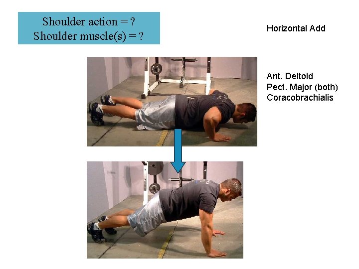 Shoulder action = ? Shoulder muscle(s) = ? Horizontal Add Ant. Deltoid Pect. Major