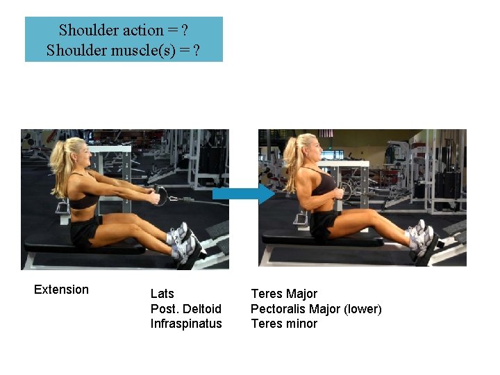 Shoulder action = ? Shoulder muscle(s) = ? Extension Lats Post. Deltoid Infraspinatus Teres