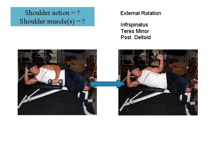 Shoulder action = ? Shoulder muscle(s) = ? External Rotation Infrspinatus Teres Minor Post.