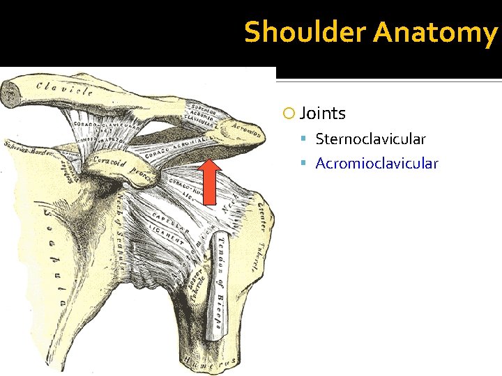 Shoulder Anatomy Joints Sternoclavicular Acromioclavicular 