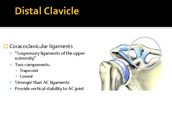 Distal Clavicle � Coracoclavicular ligaments “Suspensory ligaments of the upper extremity” Two components: ▪