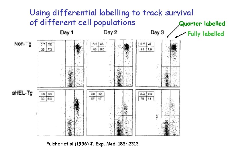Using differential labelling to track survival of different cell populations Quarter labelled Fully labelled