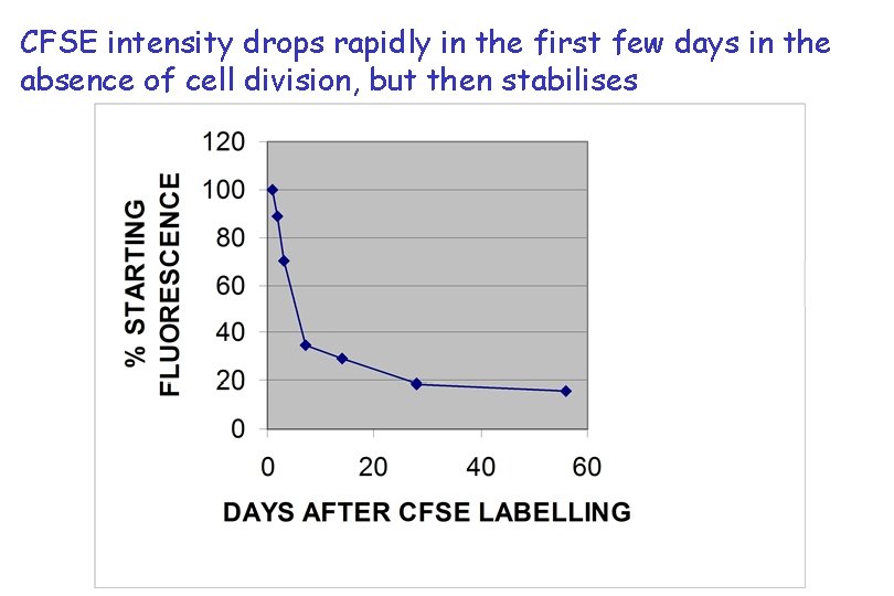 CFSE intensity drops rapidly in the first few days in the absence of cell