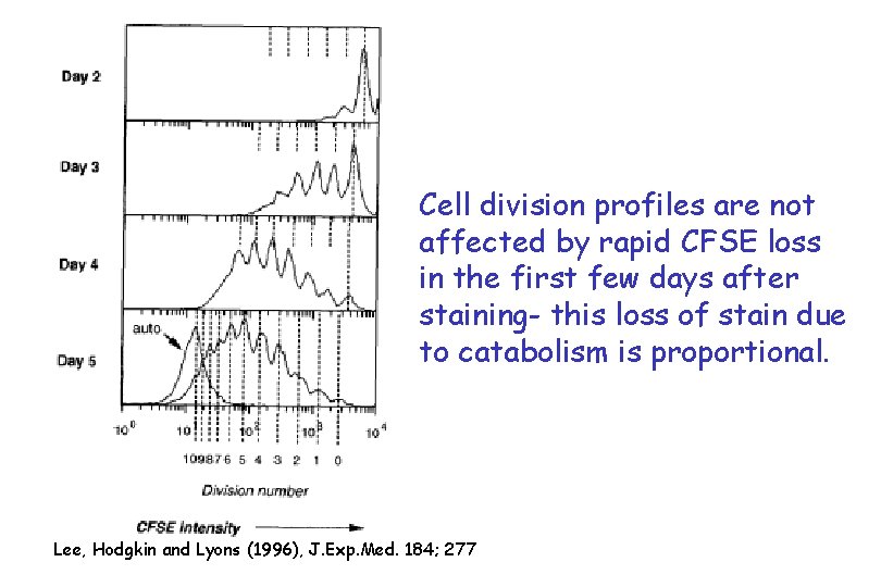 Cell division profiles are not affected by rapid CFSE loss in the first few
