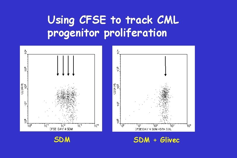 Using CFSE to track CML progenitor proliferation SDM + Glivec 