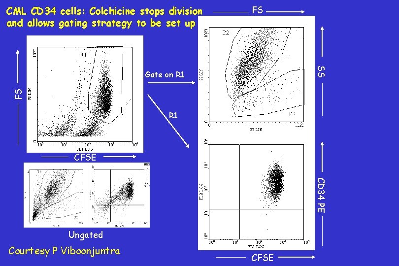 CML CD 34 cells: Colchicine stops division and allows gating strategy to be set
