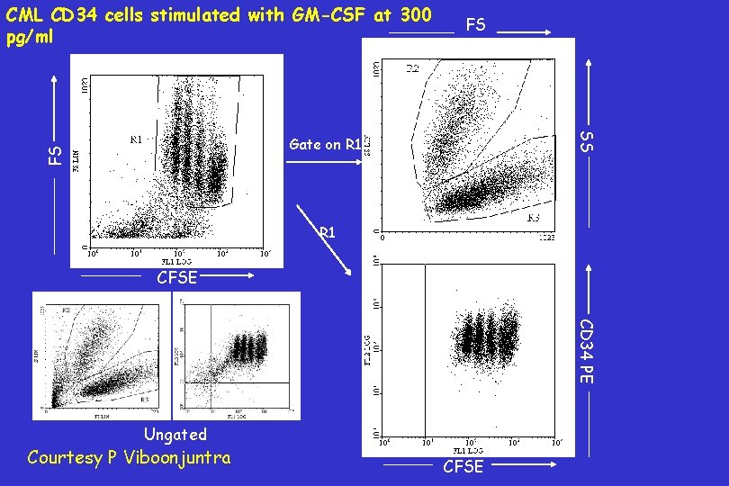 CML CD 34 cells stimulated with GM-CSF at 300 pg/ml FS SS FS Gate