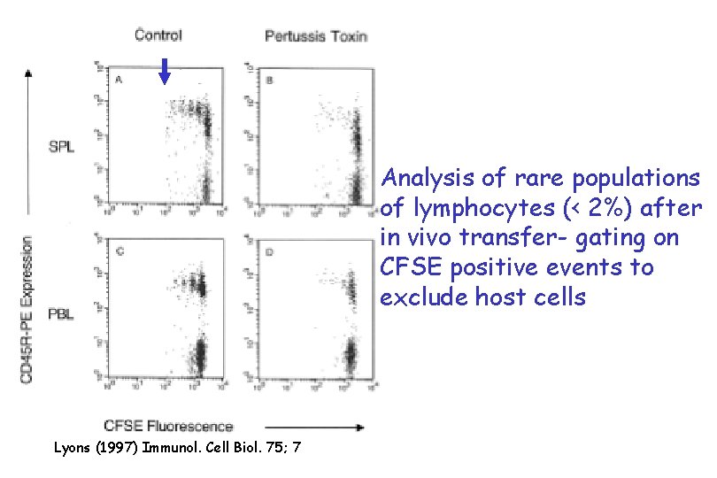 Analysis of rare populations of lymphocytes (< 2%) after in vivo transfer- gating on