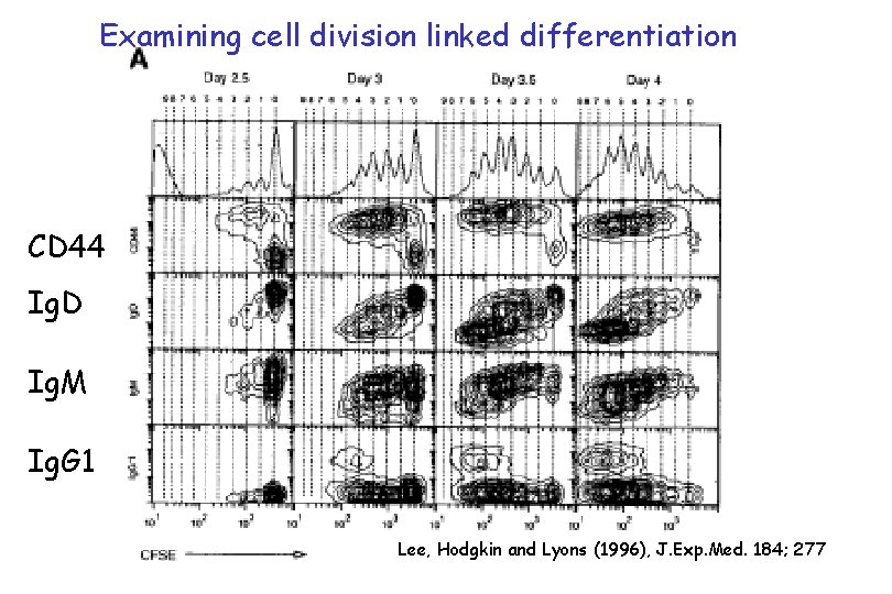 Examining cell division linked differentiation CD 44 Ig. D Ig. M Ig. G 1