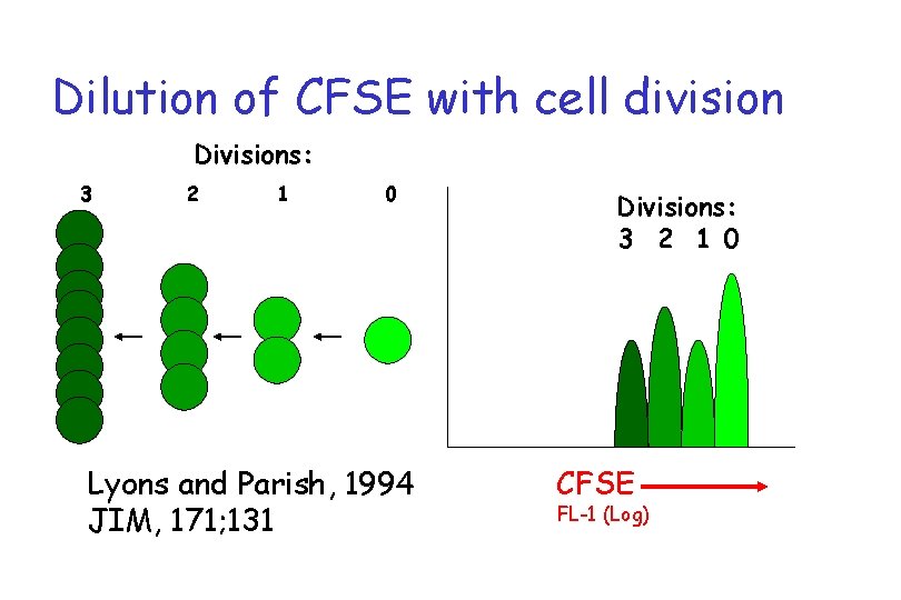 Dilution of CFSE with cell division Divisions: 3 2 1 0 Lyons and Parish,
