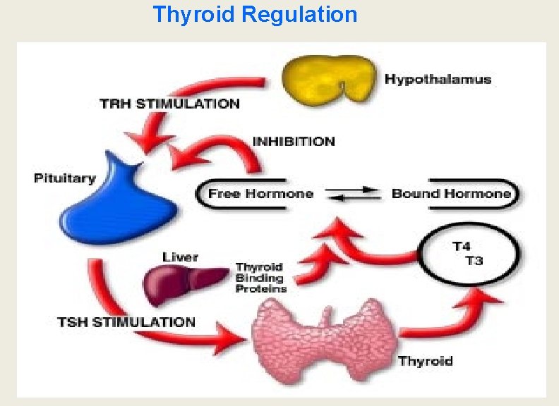 Thyroid Regulation 