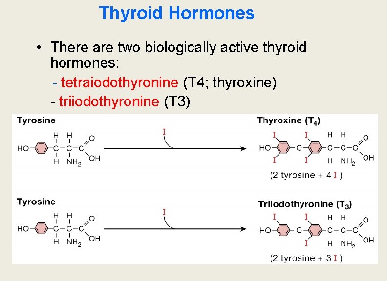 Thyroid Hormones • There are two biologically active thyroid hormones: - tetraiodothyronine (T 4;