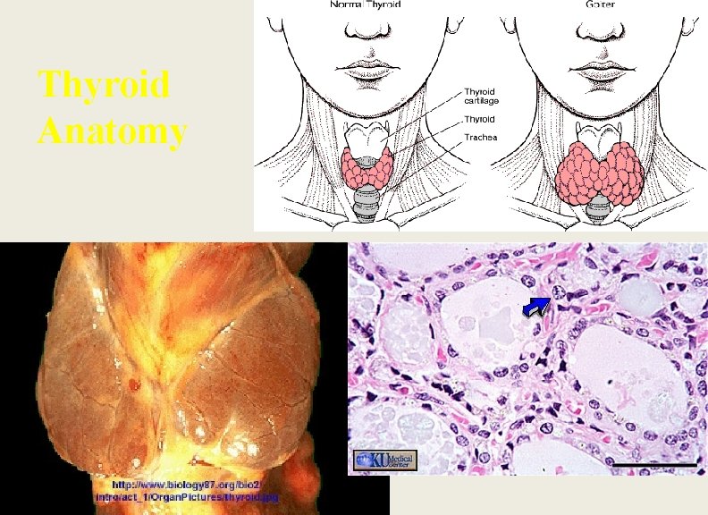 Thyroid Anatomy 