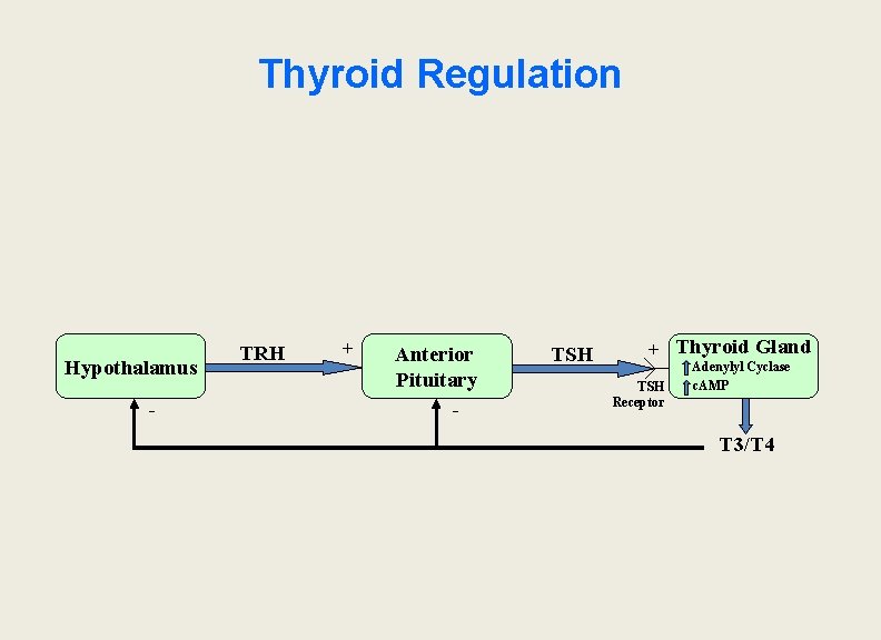 Thyroid Regulation Hypothalamus - TRH + Anterior Pituitary - TSH + Thyroid Gland TSH