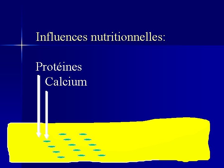 Influences nutritionnelles: Protéines Calcium 