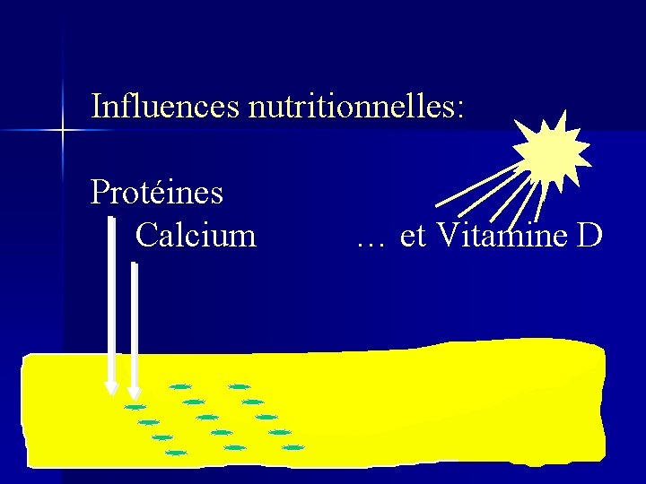 Influences nutritionnelles: Protéines Calcium … et Vitamine D 